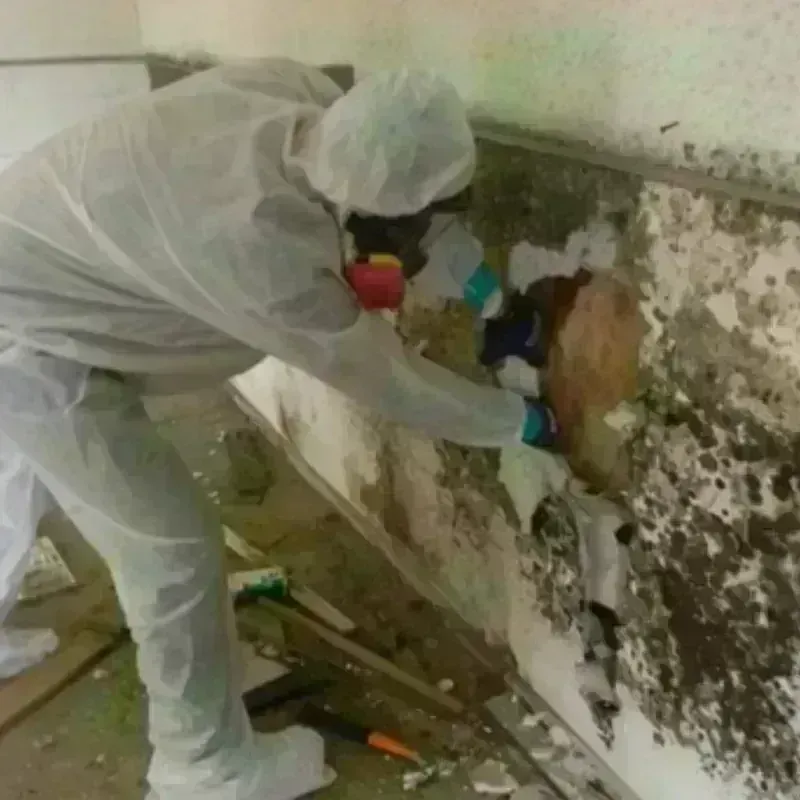 Mold Remediation and Removal in Hillsboro, OH